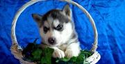 Siberian Husky Puppies For  free home 