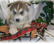 lovely Siberian Husky puppies for you all very caring pups 