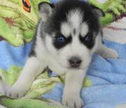 cute Siberian Husky puppies for adoption